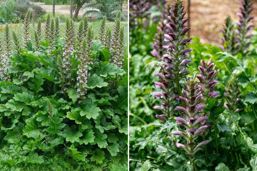 vivaces méditerranéennes