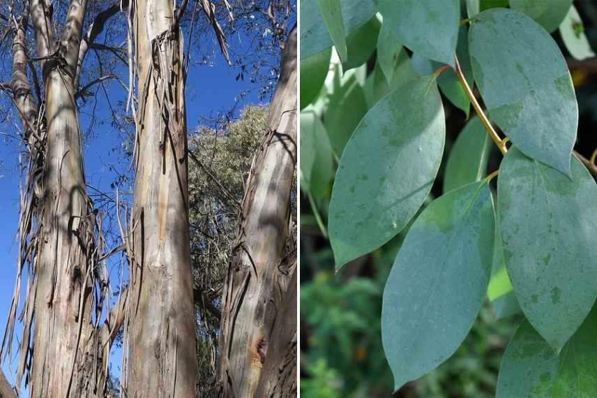 arbre pour sol lourd et humide, arbres sols lourds, arbre sol humid
