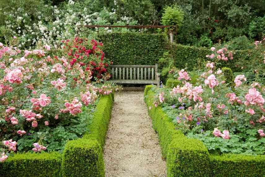 habiller pied rosier, habillage pied rosiers, quelle plante au pied d'un rosier, rosier et vivace, quoi associer à des rosiers, rosiers association, rosiers quel couvre sol