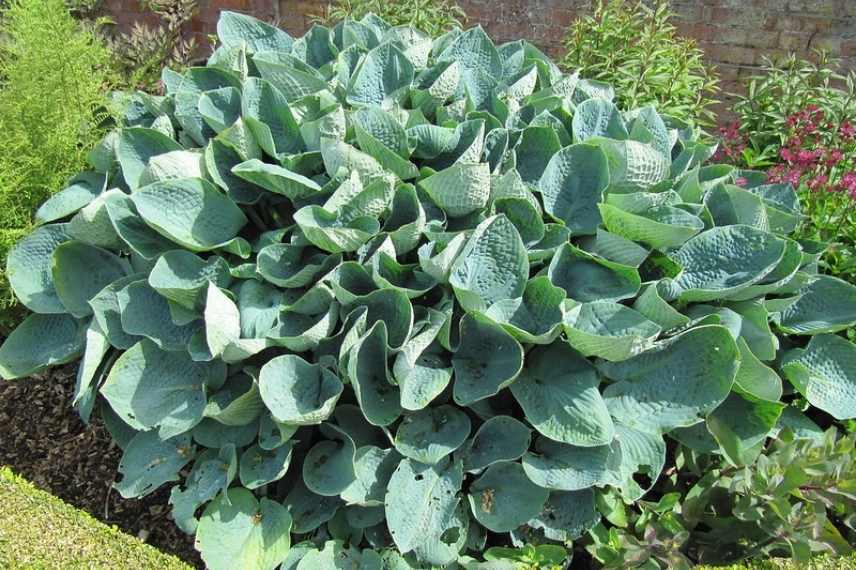 Hosta bleu, plus beaux hostas bleus