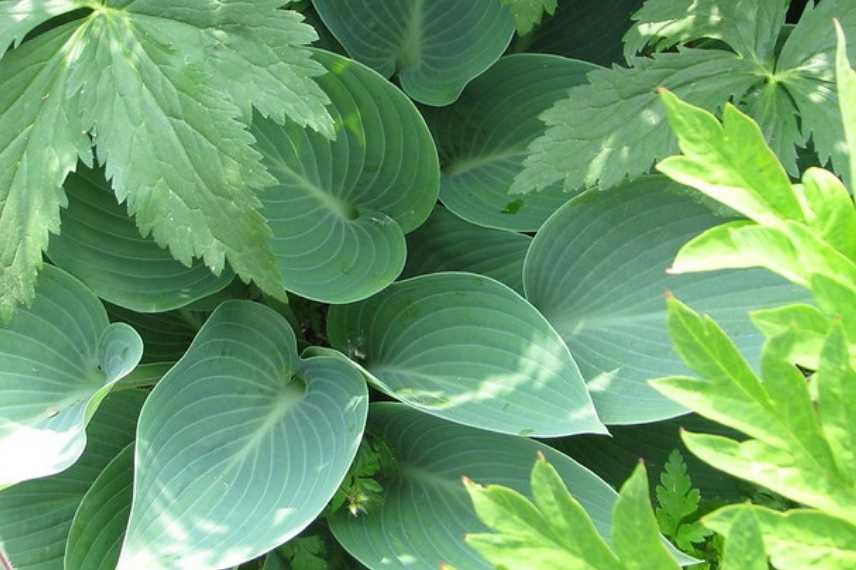 Hosta bleu, plus beaux hostas bleus