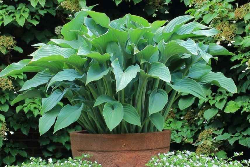 Hosta bleu, plus beaux hostas bleus