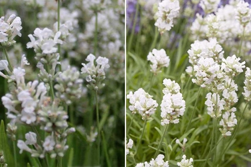 Lavande blanche