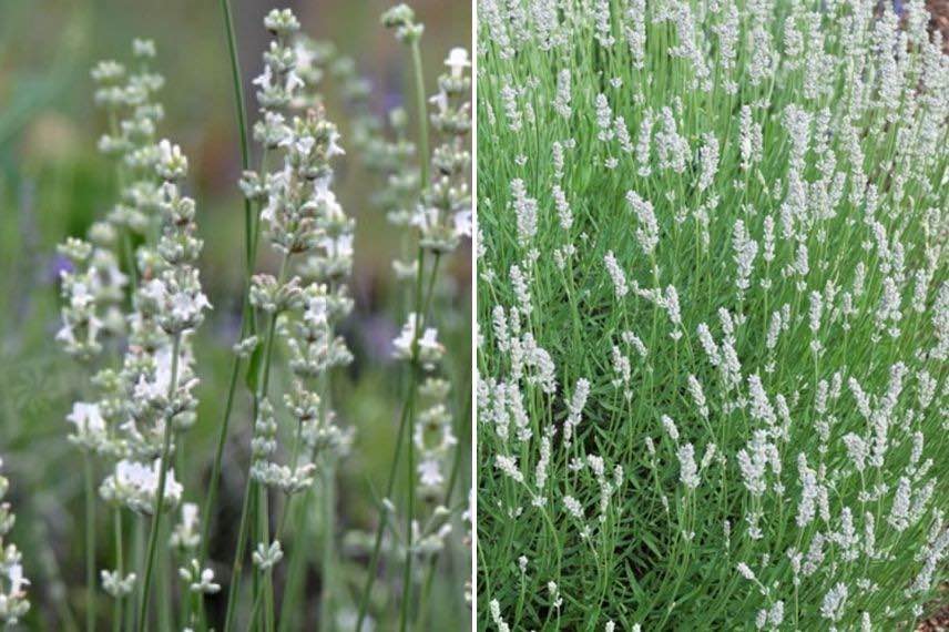 Lavande blanche