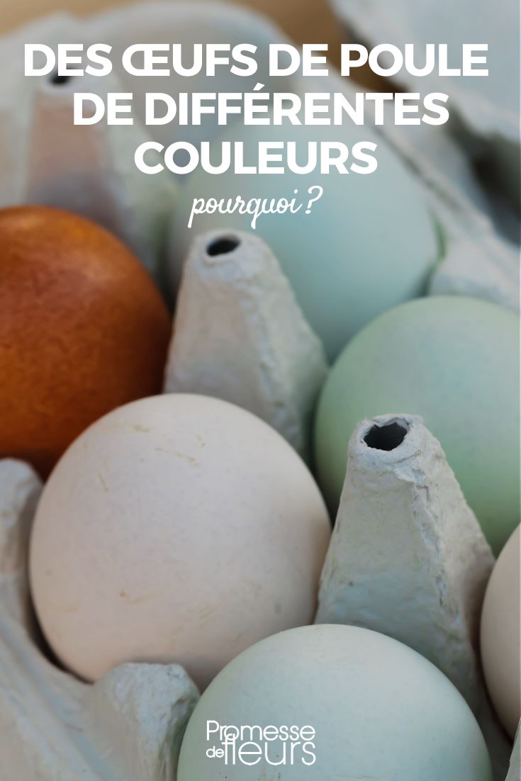 poules oeufs divers coloris