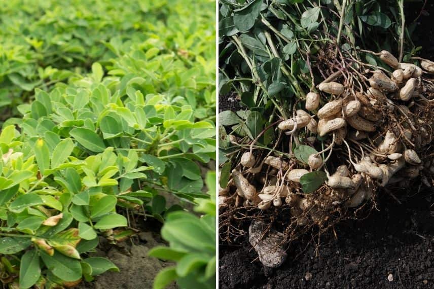 Fruit à coque -arachide