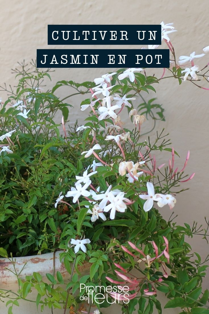 culture jasmin jasminum pot bac