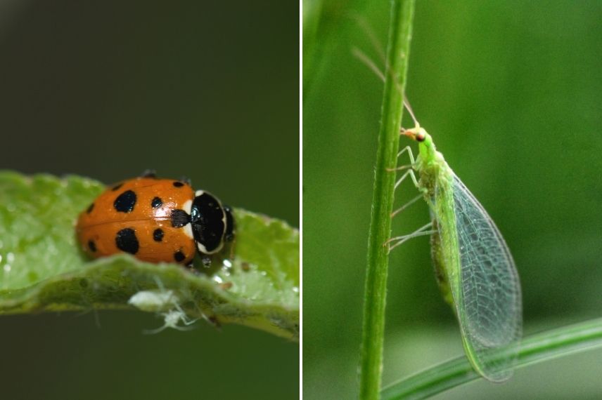 traitement figuier Homotoma ficus