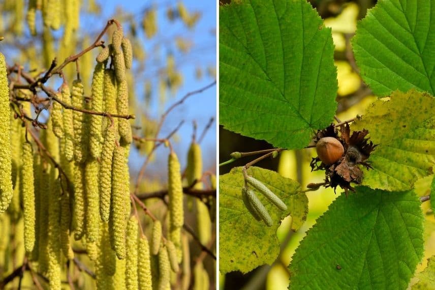 fruit à coque - noisetier