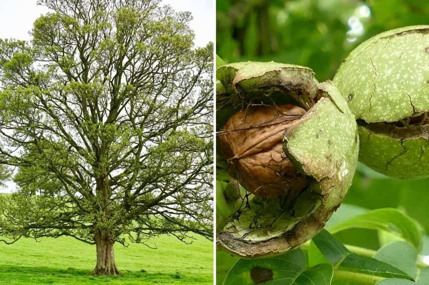fruit à coque - noyer