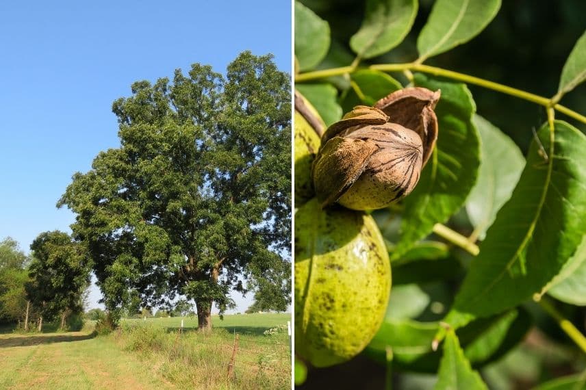 fruit à coque - pacanier