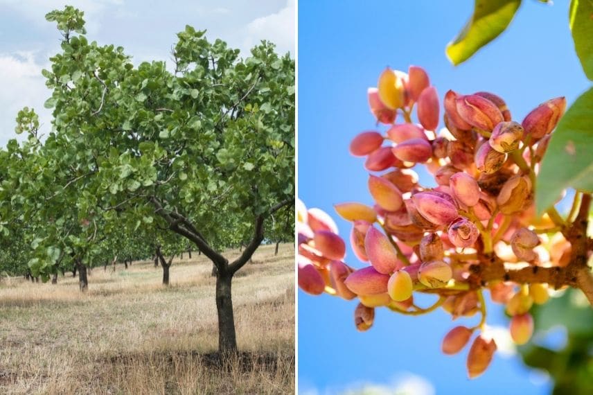 fruits à coque - pistachier