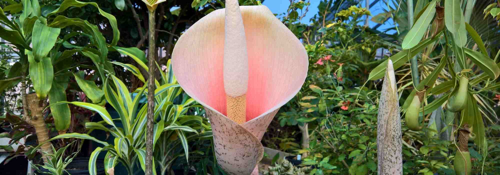 Amorphophallus : planter et entretenir