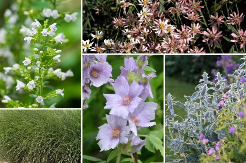 association Calamintha, associer calamintha, associer calament, idées associations Calamintha