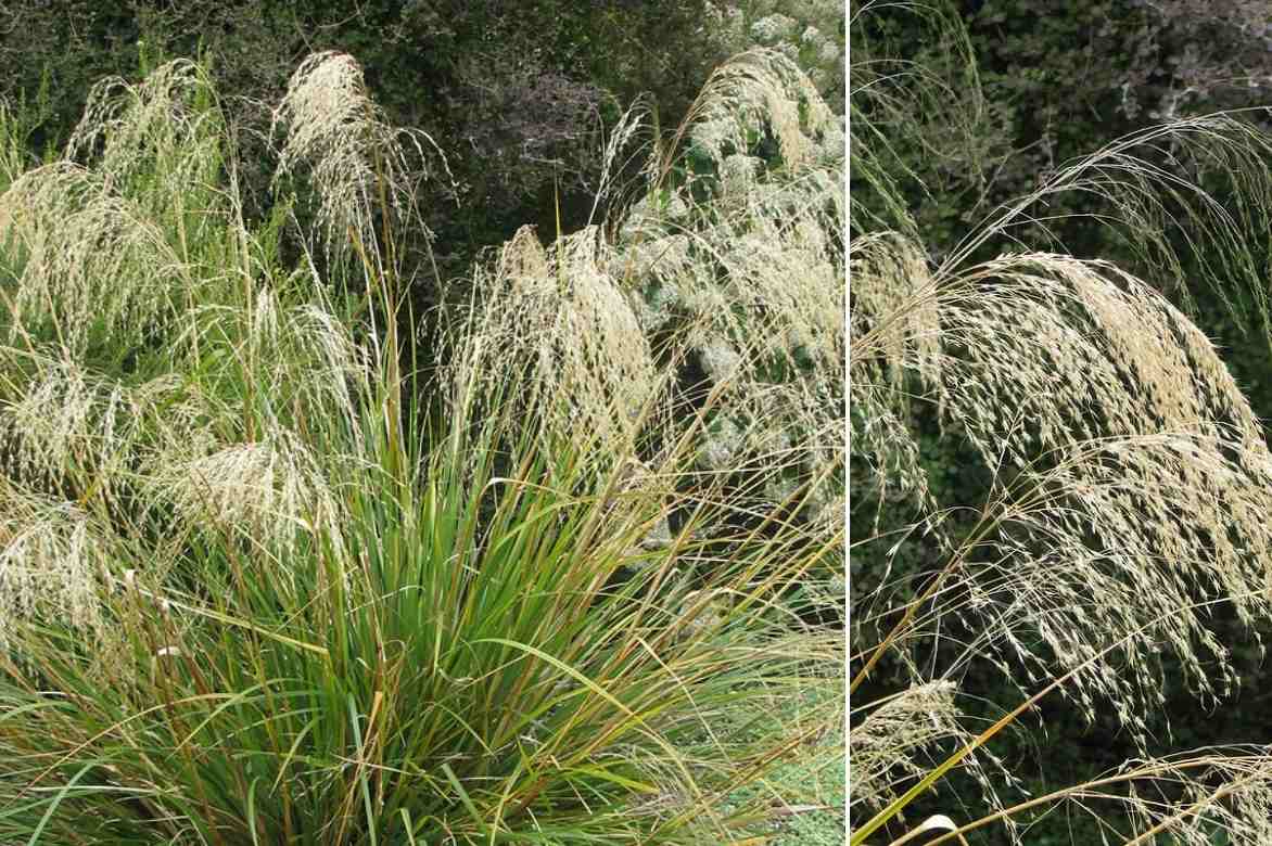 Chionochloa, Herbe des neiges