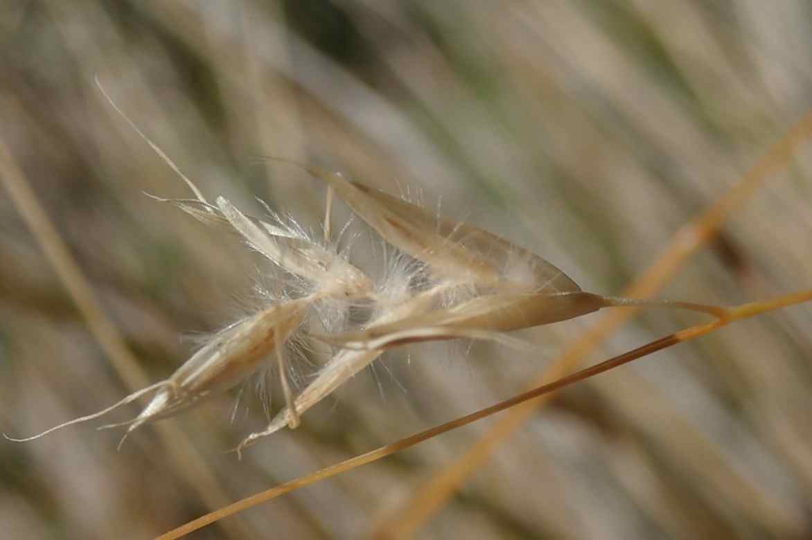 Chionochloa, Herbe des neiges