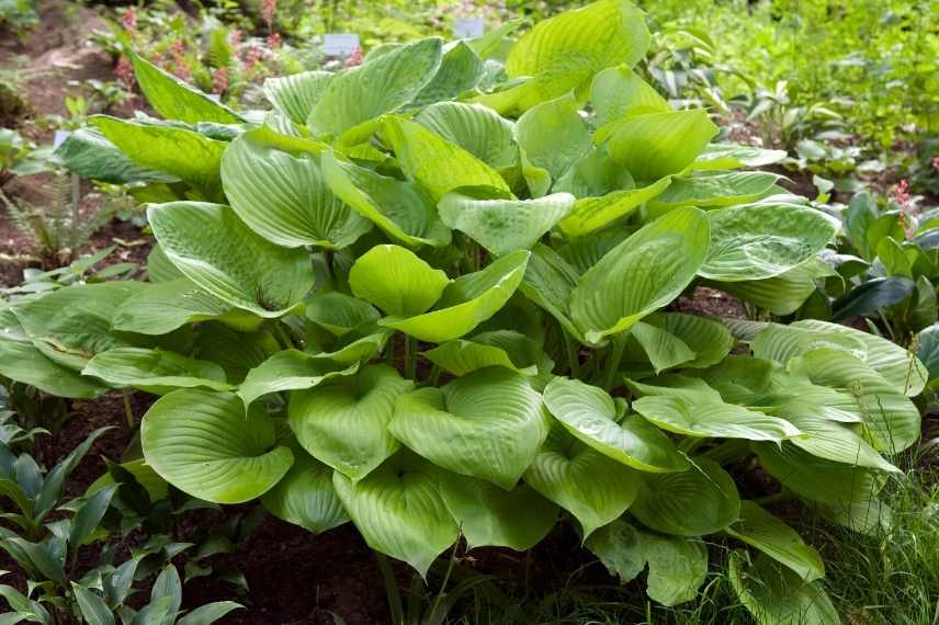 Hosta valeur sûre, hosta variété facile, hosta résistant