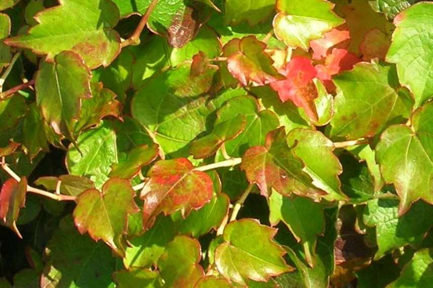 les plus belles vignes vierges, choisir vigne vierge, vigne vierge varietes
