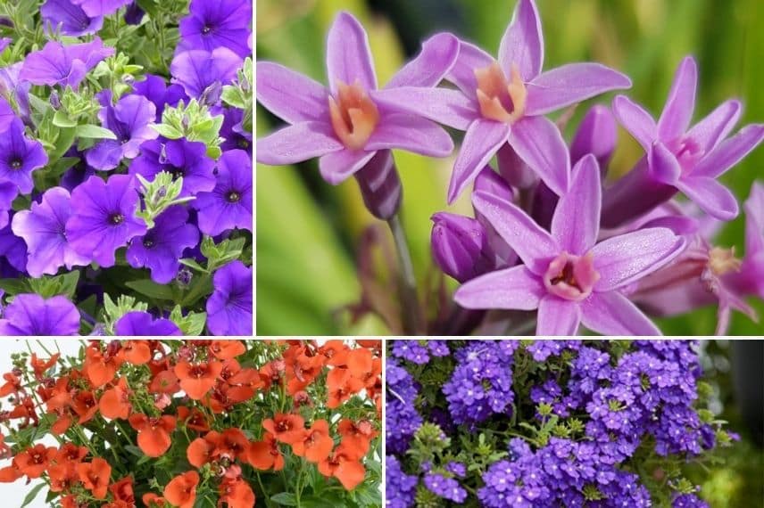 associer le Tulbaghia Himba en pot