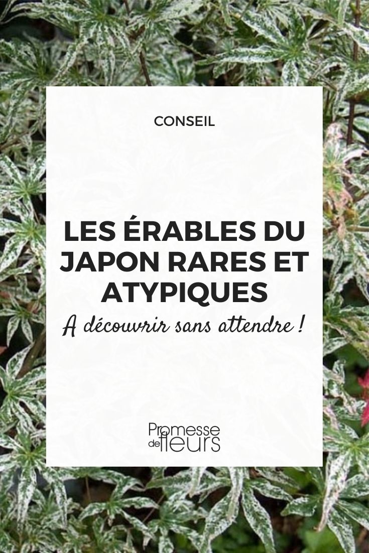 érables du japon rares et atypiques