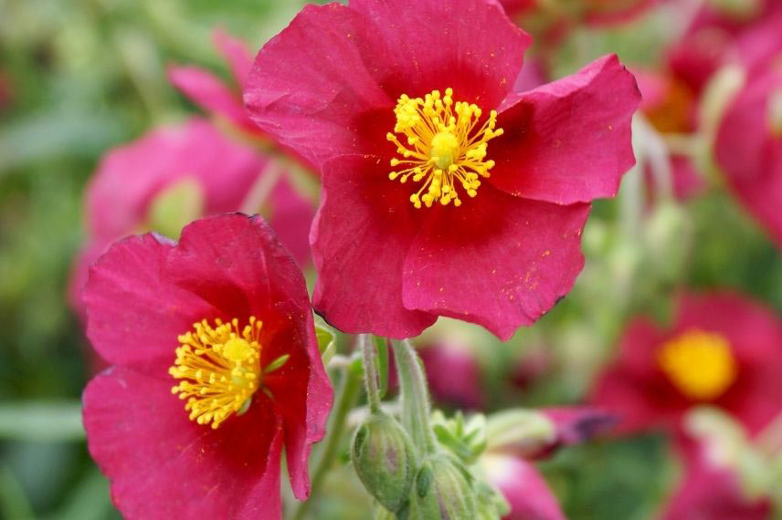 Hélianthèmes : les plus belles variétés