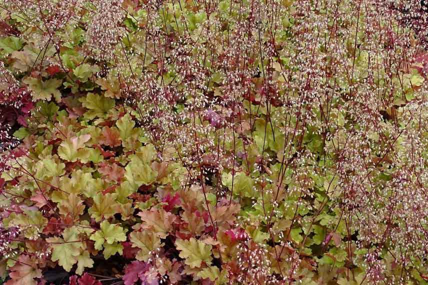 Heuchères : les plus belles variétés