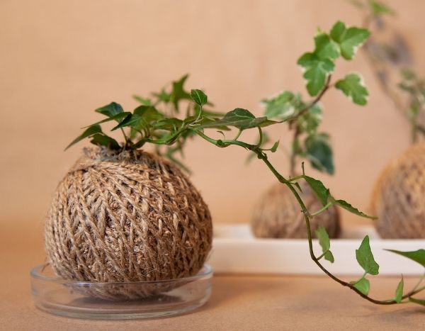 Comment faire un kokedama de lierre ?