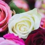 Le langage des roses