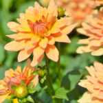 Multiplier les Dahlias : les bons gestes