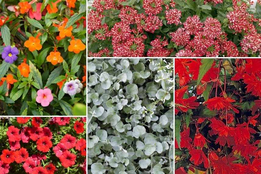 associer achimène, association achimène, idée massif avec achimène