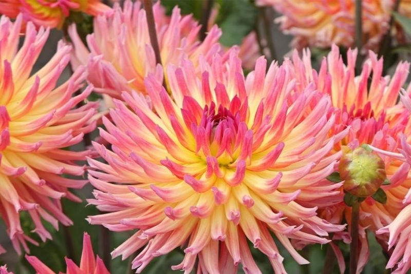 pincer les dahlias - Dahlia cactus Karma Sangria