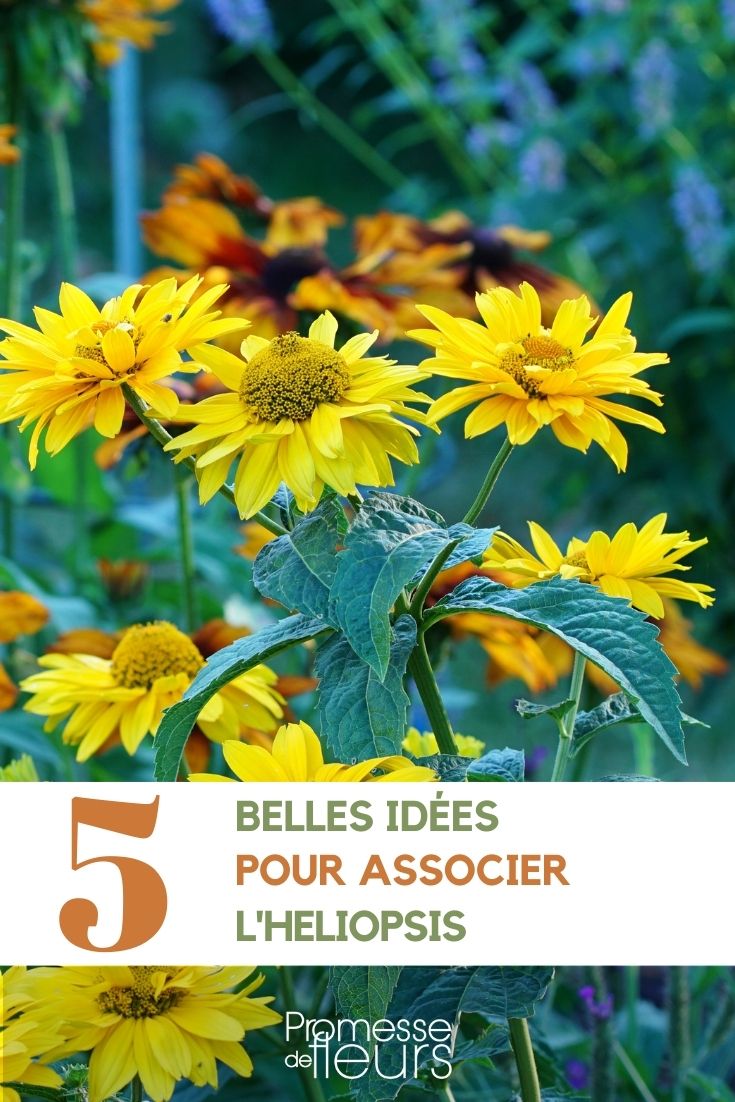 associer heliopsis