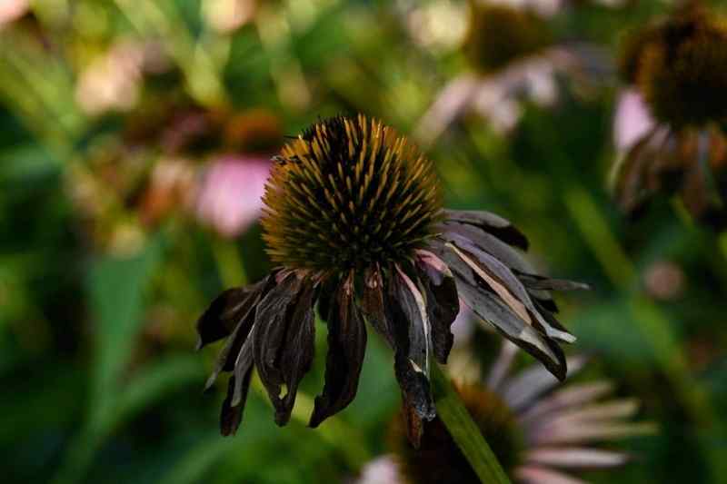 réussir semis échinacées, semer les echinacées, comment semer echinacées, quand semer échinacées