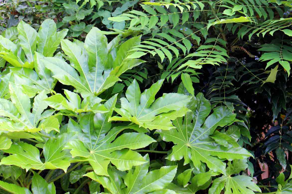 buisson de fatsia japonica, faux-aralia