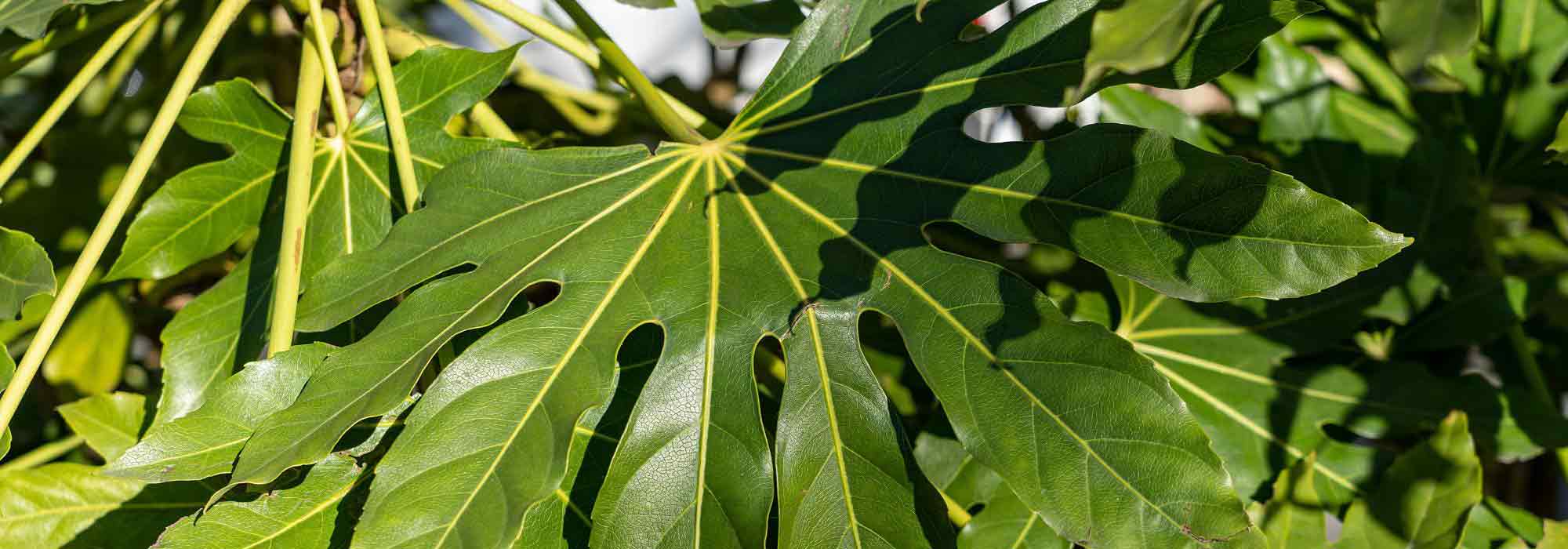 Fatsia du Japon, Faux-Aralia : plantation, culture, entretien.