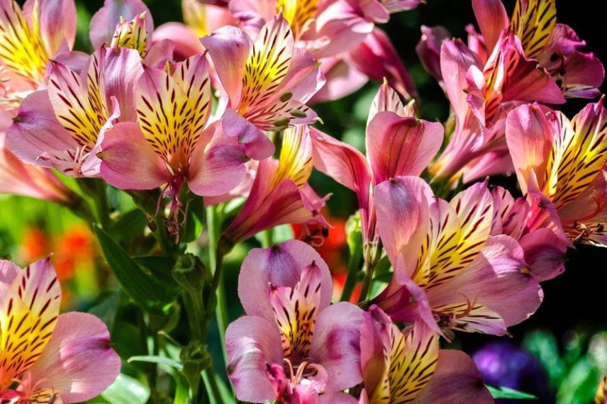 fleurs d'Alstroemère