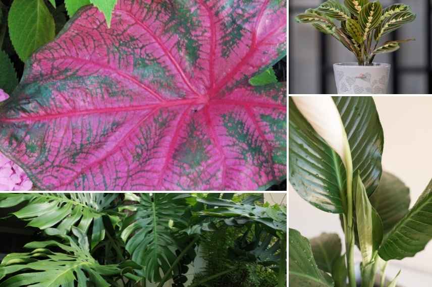 Associer association caladium oreille d'éléphant