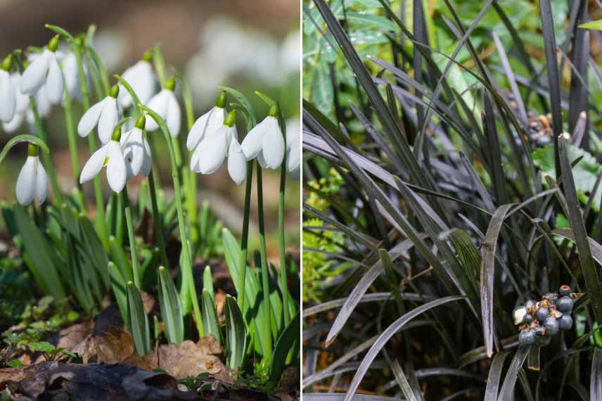Associer bulbes et plantes couvre-sol