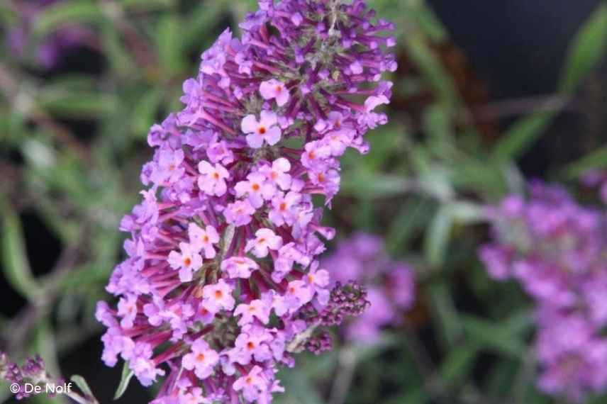 buddeia buddleja arbre a papillons nain compact mini