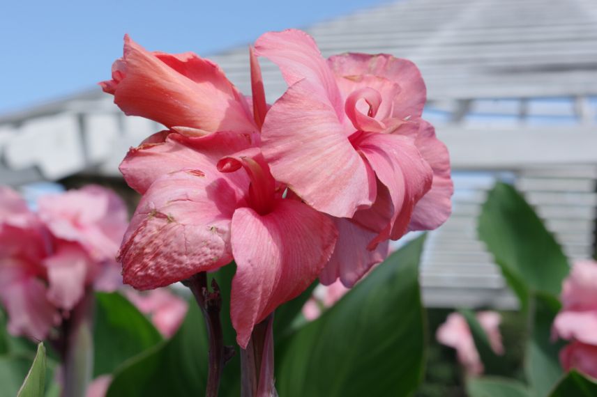 balisier - Canna Pink President