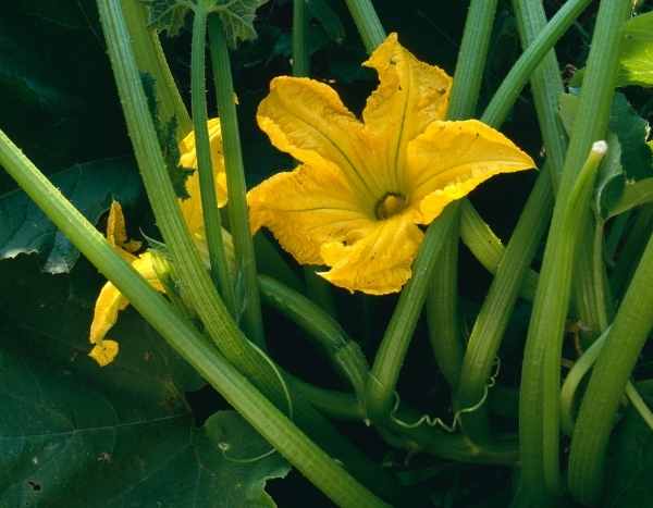 Comment polliniser manuellement des fleurs de courgettes ?