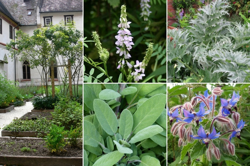 Associer le Galega : dans un jardin de curé ou jardin de simples
