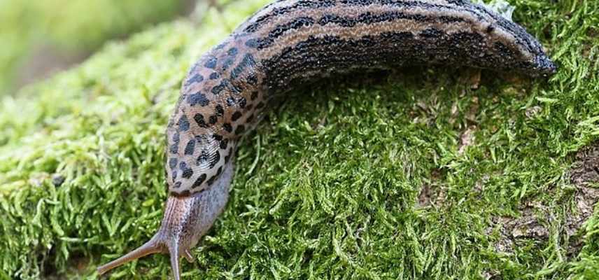 Limace leopard, limax maximus,, auxiliaire jardin, limace auxiliaire, limace leopard utilité