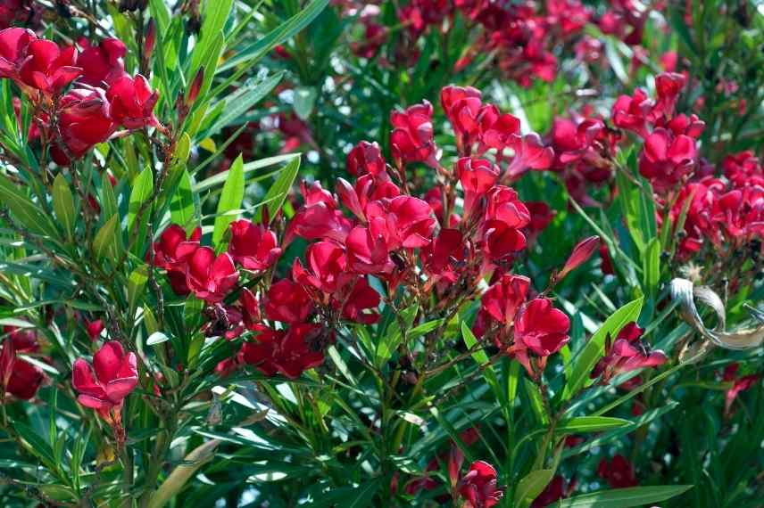 conseils laurier rose, laurier rose comment bien le cultiver, laurier rose erreurs, laurier rose plantation
