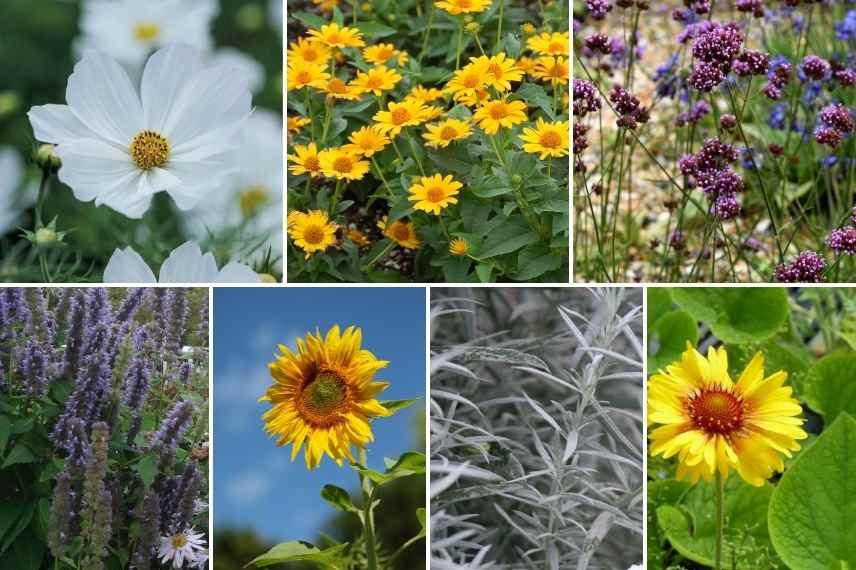 idees associations cosmos fleur jardin massif