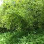 Les plantes voyageuses : le bambou