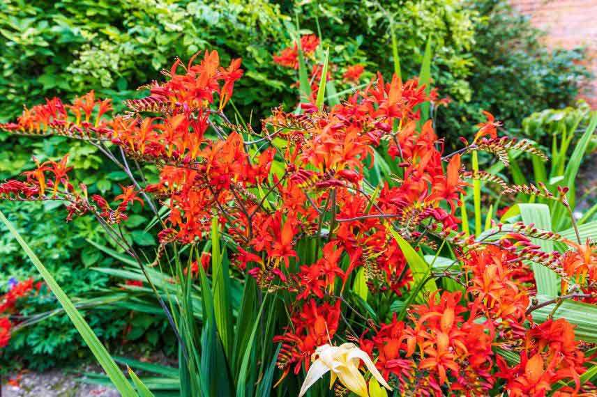 crocosmia montbrétia rouge