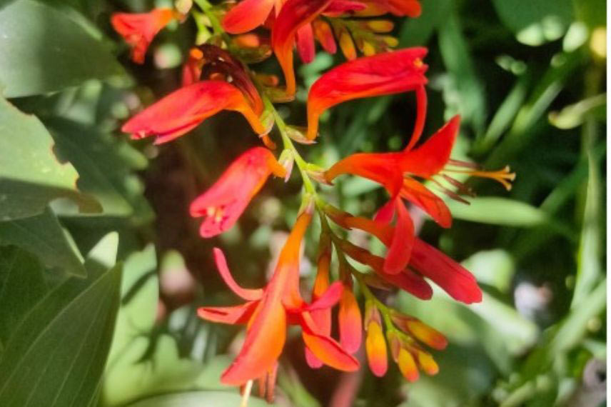 crocosmia montbrétia rouge