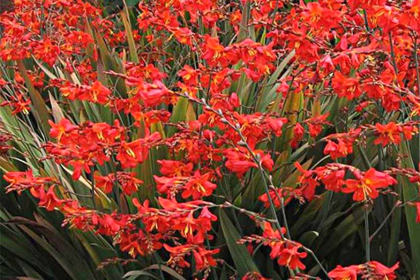 crocosmia montbrétia rouge