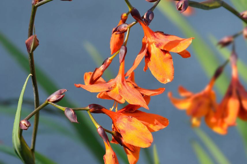 fleur orange de crocosmia